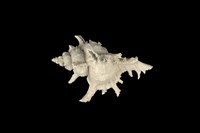 藏品(小千手螺)的圖片